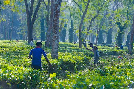 simsearch:841-05783458,k - Worker in the Tea plantations in Assam, Northeast India, India, Asia Stock Photo - Rights-Managed, Code: 841-05794852
