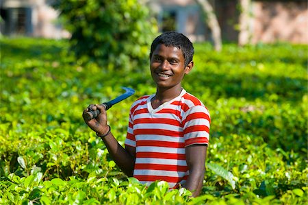 simsearch:841-05783458,k - Worker in the Tea plantations in Assam, Northeast India, India, Asia Stock Photo - Rights-Managed, Code: 841-05794853