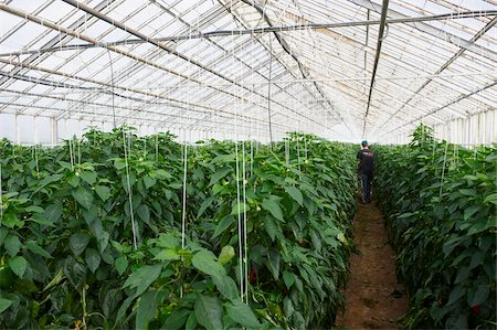 polar region - Red peppers in greenhouse, Hveragerdi, Iceland, Polar Regions Stock Photo - Rights-Managed, Code: 841-05796395