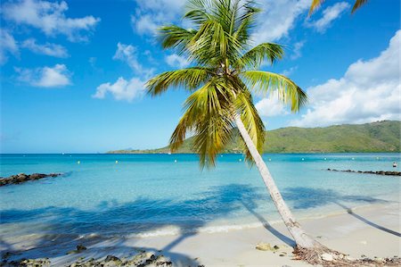 Beach and palm tree near the Club Mediterannee hotel, Le Marin, Martinique, French Overseas Deparrment, Windward Islands, West Indies, Caribbean, Central America Foto de stock - Con derechos protegidos, Código: 841-05796481