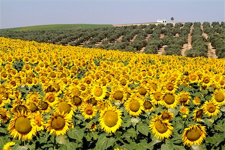 Sunflower field near Cordoba, Andalusia, Spain, Europe Stock Photo - Rights-Managed, Code: 841-05846034