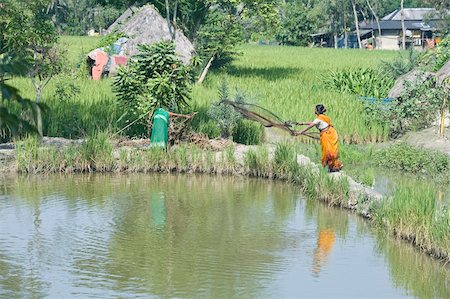 Village woman casting fishing net amongst rice fields, Bali Hat Khola village, Bali Island, Sunderbans, West Bengal, India, Asia Foto de stock - Con derechos protegidos, Código: 841-05846621