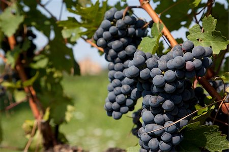 Vineyard near Parma, Emilia Romagna, Italy, Europe Stock Photo - Rights-Managed, Code: 841-05847941