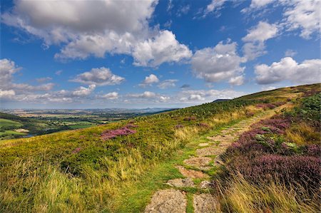 path of stone - The Cleveland Way, flanked by heather in summertime, North Yorkshire Moors, Yorkshire, England, United Kingdom, Europe Stock Photo - Rights-Managed, Code: 841-05848836