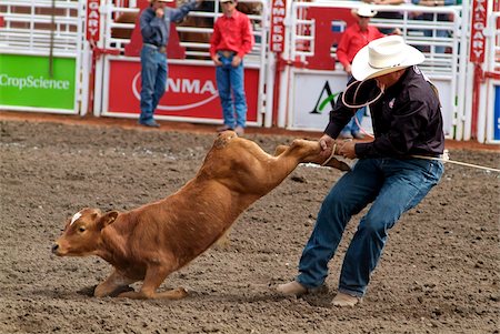 standing on hind legs - Calgary Stampede, Stampede Park, Calgary, Alberta, Canada, North America Stock Photo - Rights-Managed, Code: 841-05960430