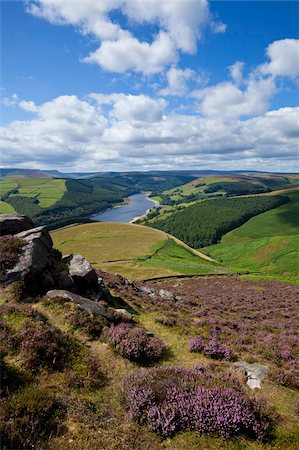 simsearch:841-05962529,k - Derwent Edge, Ladybower Reservoir, and purple heather moorland in foreground, Peak District National Park, Derbyshire, England, United Kingdom, Europe Foto de stock - Con derechos protegidos, Código: 841-05960640