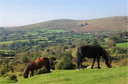 simsearch:841-06031530,k - Ponies grazing on Dartmoor, Dartmoor National Park, Devon, England, United Kingdom, Europe Stock Photo - Rights-Managed, Code: 841-05960799