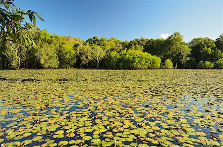 queensland - Keating's Lagoon, Cooktown, Queensland, Australia, Pacific Foto de stock - Con derechos protegidos, Código: 841-05960833