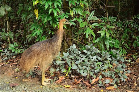 simsearch:841-05960849,k - Cassowary, Daintree National Park, UNESCO World Heritage Site, Queensland, Australia, Pacific Stock Photo - Rights-Managed, Code: 841-05960842