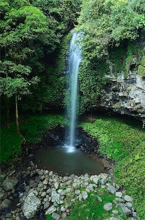 simsearch:841-05960849,k - Crystal Shower Falls, Dorrigo National Park, New South Wales, Australia, Pacific Stock Photo - Rights-Managed, Code: 841-05960878