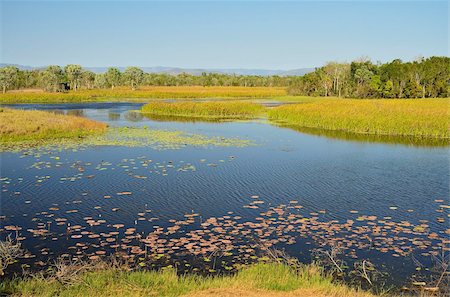 queensland - Tyto Wetlands, Ingham, Queensland, Australia, Pacific Foto de stock - Con derechos protegidos, Código: 841-05960870