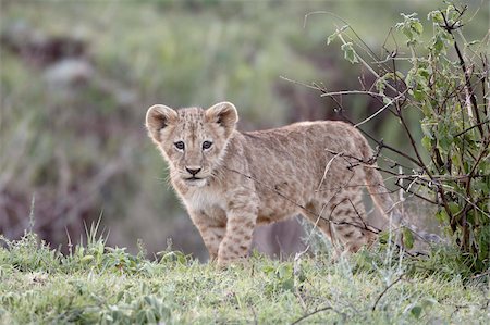 Lion (Panthera leo) cub, Ngorongoro Crater, Tanzania, East Africa, Africa Stock Photo - Rights-Managed, Code: 841-05960916