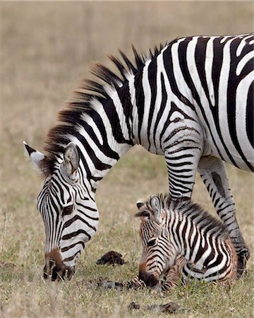 Common zebra (Burchell's zebra) (Equus burchelli) mare and colt, Ngorongoro Crater, Tanzania, East Africa, Africa Stock Photo - Rights-Managed, Code: 841-05960925