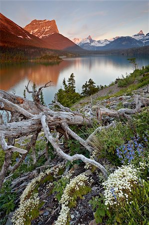 Dusty Star Mountain, St. Mary Lake, and wildflowers at dawn, Glacier National Park, Montana, United States of America, North America Stock Photo - Rights-Managed, Code: 841-05960946