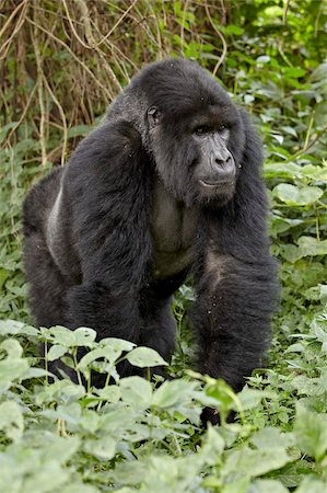 Mountain gorilla (Gorilla gorilla beringei) silverback of the Umubano group named Charles, Volcanoes National Park, Rwanda, Africa Stock Photo - Rights-Managed, Code: 841-05961007