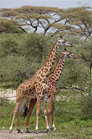 Two Masai giraffe (Giraffa camelopardalis tippelskirchi), Serengeti National Park, Tanzania, East Africa, Africa Stock Photo - Rights-Managed, Code: 841-05961034