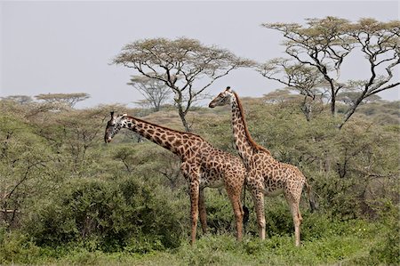 safari animals - Two Masai giraffe (Giraffa camelopardalis tippelskirchi), Serengeti National Park, Tanzania, East Africa, Africa Stock Photo - Rights-Managed, Code: 841-05961035