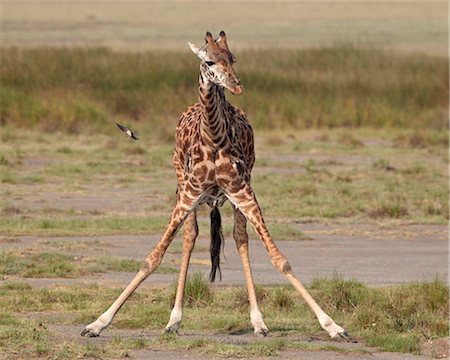 Masai giraffe (Giraffa camelopardalis tippelskirchi) drinking, Serengeti National Park, Tanzania, East Africa, Africa Stock Photo - Rights-Managed, Code: 841-05961042