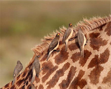 Several yellow-billed oxpecker (Buphagus africanus) on a Masai giraffe (Giraffa camelopardalis tippelskirchi), Serengeti National Park, Tanzania, East Africa, Africa Stock Photo - Rights-Managed, Code: 841-05961043