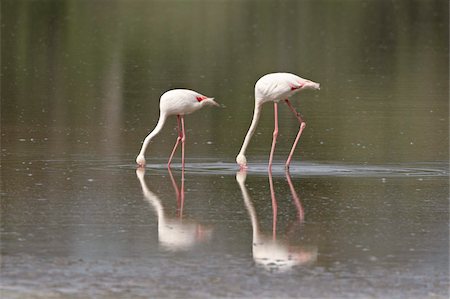 serengeti birds photos - Two greater flamingo (Phoenicopterus roseus) feeding, Serengeti National Park, Tanzania, East Africa, Africa Stock Photo - Rights-Managed, Code: 841-05961055