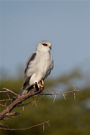 serengeti birds photos - Black-shouldered kite (Elanus caeruleus), Serengeti National Park, Tanzania, East Africa, Africa Stock Photo - Rights-Managed, Code: 841-05961063