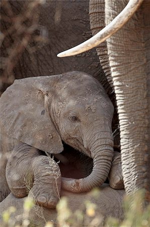 Baby African elephant (Loxodonta africana), Kruger National Park, South Africa, Africa Stock Photo - Rights-Managed, Code: 841-05961089