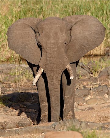 L'éléphant d'Afrique (Loxodonta africana), Parc National de Kruger, Afrique du Sud, Afrique Photographie de stock - Rights-Managed, Code: 841-05961097