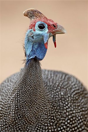 Helmeted guineafowl (Numida meleagris), Kruger National Park, South Africa, Africa Foto de stock - Con derechos protegidos, Código: 841-05961135