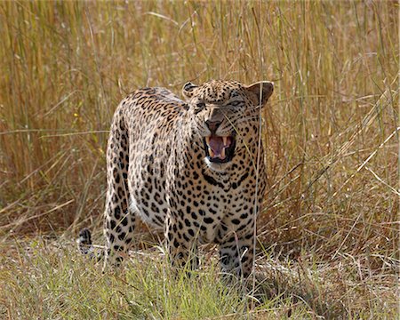 Male leopard (Panthera pardus), Kruger National Park, South Africa, Africa Stock Photo - Rights-Managed, Code: 841-05961164
