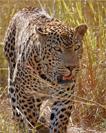 Male leopard (Panthera pardus), Kruger National Park, South Africa, Africa Stock Photo - Rights-Managed, Code: 841-05961163