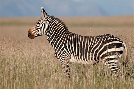 Cape mountain zebra (Equus zebra zebra), Mountain Zebra National Park, South Africa, Africa Stock Photo - Rights-Managed, Code: 841-05961308