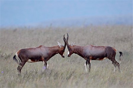 simsearch:841-06446818,k - Two blesbok (Damaliscus pygargus phillipsi) facing off, Mountain Zebra National Park, South Africa, Africa Stock Photo - Rights-Managed, Code: 841-05961317