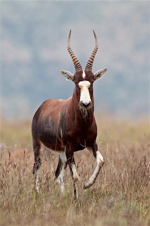 Blesbok (Damaliscus pygargus phillipsi), Mountain Zebra National Park, South Africa, Africa Stock Photo - Rights-Managed, Code: 841-05961318