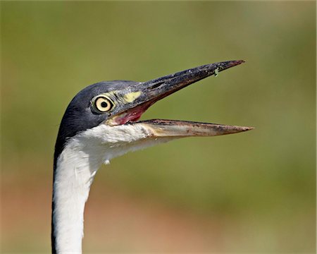 simsearch:841-07082375,k - Tête noire Héron (Ardea melanocephala) avec son bec ouvert, Addo Elephant National Park, Afrique du Sud, Afrique Photographie de stock - Rights-Managed, Code: 841-05961329