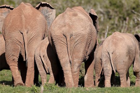 simsearch:841-07782300,k - Group of African elephant (Loxodonta africana) from the rear, Addo Elephant National Park, South Africa, Africa Stock Photo - Rights-Managed, Code: 841-05961344