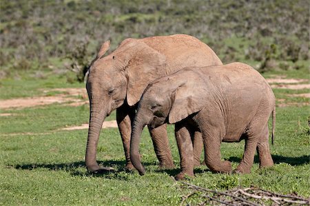 simsearch:841-07782300,k - Two young African elephant (Loxodonta africana) tail, Addo Elephant National Park, South Africa, Africa Stock Photo - Rights-Managed, Code: 841-05961340