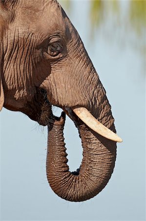simsearch:841-07782300,k - African elephant (Loxodonta africana) drinking, Addo Elephant National Park, South Africa, Africa Stock Photo - Rights-Managed, Code: 841-05961341
