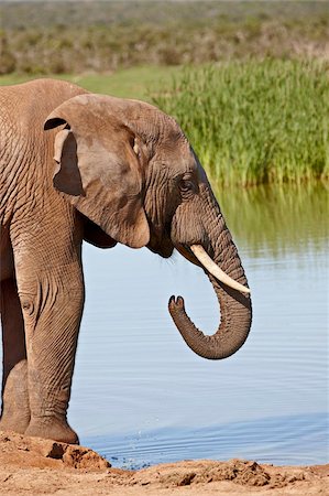 simsearch:841-07782300,k - African elephant (Loxodonta africana) drinking, Addo Elephant National Park, South Africa, Africa Stock Photo - Rights-Managed, Code: 841-05961342