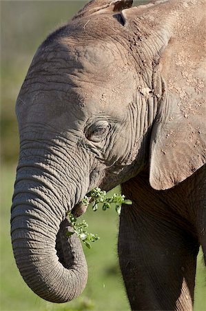 simsearch:841-07782300,k - Young African elephant (Loxodonta africana) eating, Addo Elephant National Park, South Africa, Africa Stock Photo - Rights-Managed, Code: 841-05961343