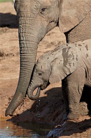simsearch:841-07782300,k - African elephant (Loxodonta africana) adult supporting a baby drinking, Addo Elephant National Park, South Africa, Africa Stock Photo - Rights-Managed, Code: 841-05961354