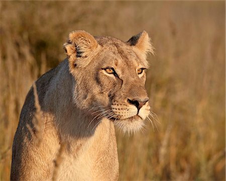 Lioness (Panthera leo), Kgalagadi Transfrontier Park, encompassing the former Kalahari Gemsbok National Park, South Africa, Africa Foto de stock - Con derechos protegidos, Código: 841-05961399