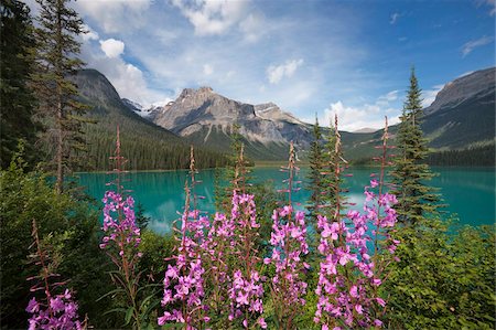 Emerald Lake, Yoho National Park, UNESCO World Heritage Site, British Columbia, Rocky Mountains, Canada, North America Stock Photo - Rights-Managed, Code: 841-05961811