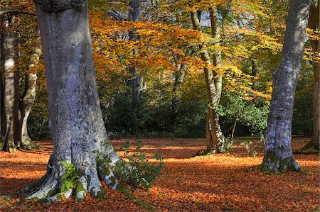 simsearch:841-06031530,k - Autumn colour in woodlands near Rufus Stone, New Forest National Park, Hampshire, England, United Kingdom, Europe Stock Photo - Rights-Managed, Code: 841-05962226