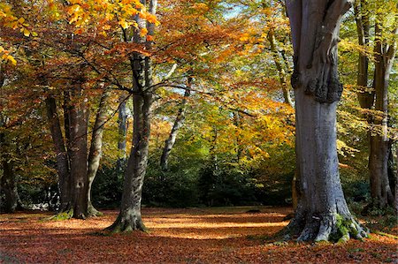 simsearch:841-06031530,k - Autumn colours in a woodland near Rufus Stone, New Forest National Park, Hampshire, England, United Kingdom, Europe Stock Photo - Rights-Managed, Code: 841-05962227