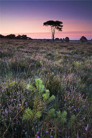 simsearch:841-06031530,k - A small pine tree growing amongst the heather on Wilverley Plain, New Forest National Park, Hampshire, England, United Kingdom, Europe Stock Photo - Rights-Managed, Code: 841-05962266