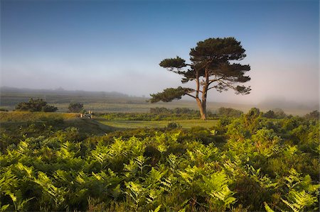 simsearch:841-06031530,k - Spring morning on the heathland in the New Forest National Park, Hampshire, England, United Kingdom, Europe Stock Photo - Rights-Managed, Code: 841-05962297
