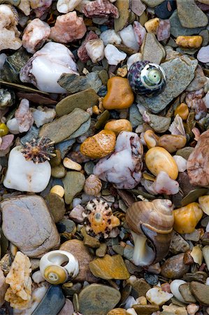 Sea shells and stones on the seashore at Bantham in South Devon, England, United Kingdom, Europe Stock Photo - Rights-Managed, Code: 841-05962466