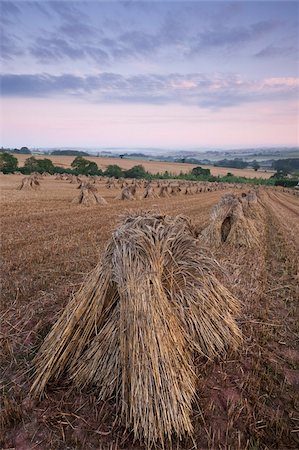 Corn stooks in a Devon field at dawn, Newbuildings, Devon, England, United Kingdom, Europe Stock Photo - Rights-Managed, Code: 841-05962597