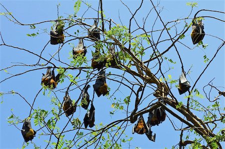 perched - Indian flying-foxes (fruit bats) roosting in the 60 hectare Royal Botanic Gardens at Peradeniya, near Kandy, Sri Lanka, Asia Foto de stock - Con derechos protegidos, Código: 841-05962834
