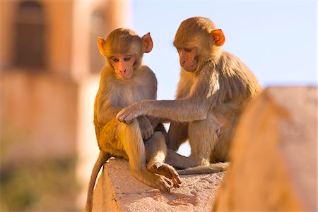 Monkeys at Tiger Fort, Jaipur, Rajasthan, India, Asia Stock Photo - Rights-Managed, Code: 841-06034010